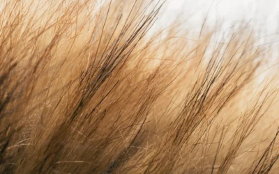 Reconstrucció capil·lar: com recuperar cabells molt malmesos